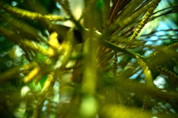 Blurred nature background with green plants, bushes, and trees creating a soft bokeh effect. Natural abstract backdrop with defocused greenery.