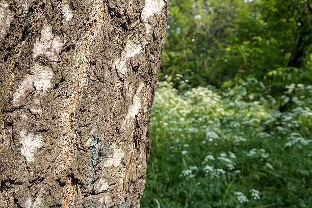 Close-up of birch tree trunk in the forest in front of blurred green leaves and grass
