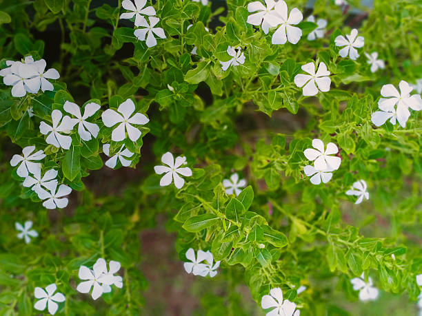 istock white flowers on green background 2237990611