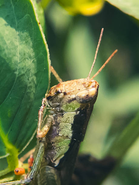 istock A grasshopper rests on the lush green leaves. 2237990782