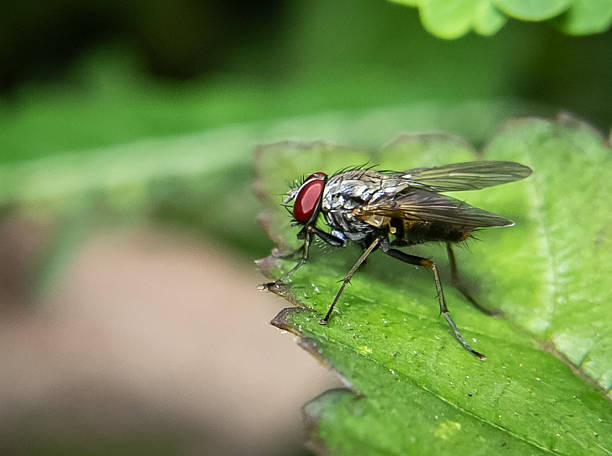 istock A housefly with prominent red eyes. 2237990827
