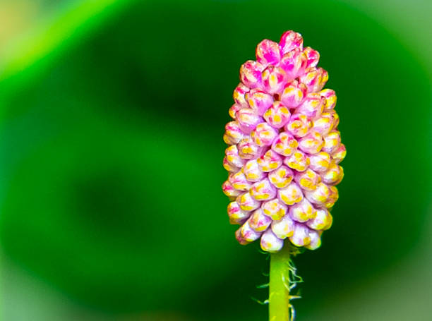 istock Textured form of a pink and yellow flower bud. 2237990842