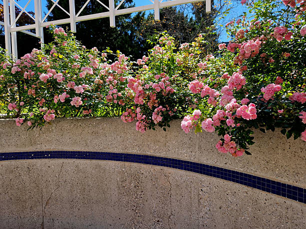 Ground cover roses are characterized by compact low growth. The shoots may be upright at first, but soon spread over the surface and sometimes form longer lying tendrils. the fairy, heidetraum