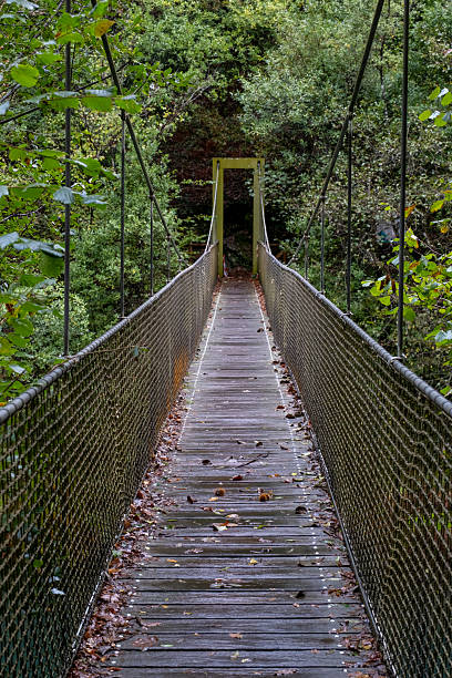 istock Bridge on the Galician trail surrounded by lush vegetation 2237992305