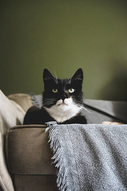 black domestic cat with a white muzzle sleeps on a sofa with a blanket on a warm summer day.