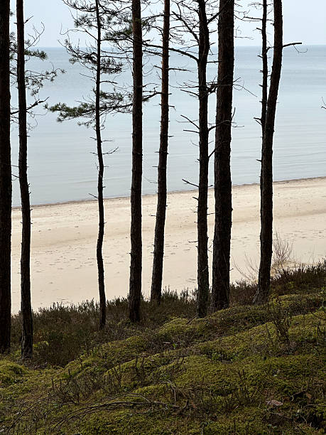 istock Natural landscape with a sea view from dunes with trees and green moss. 2237995300