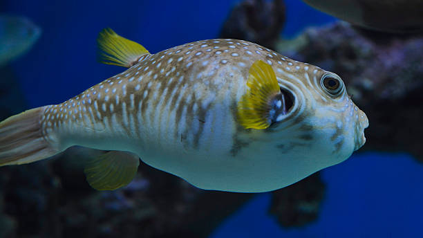 istock White-spotted puffer swimming in blue aquarium water 2237995674