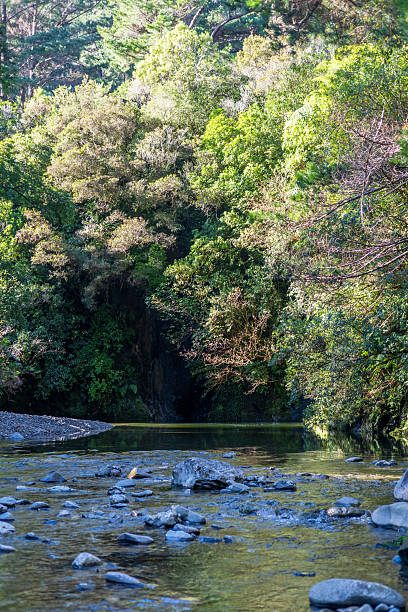 istock A calm river with scattered rocks flowing through a dense green forest illuminated by sunlight 2237996659