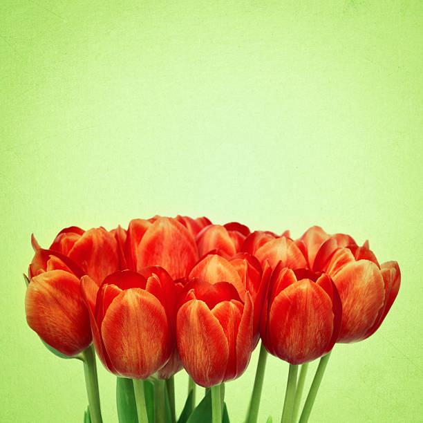 Bouquet from tulips flowers on retro background