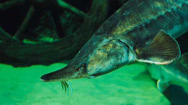 istock Sturgeon swimming underwater in green water with barbels clearly visible 2237997049