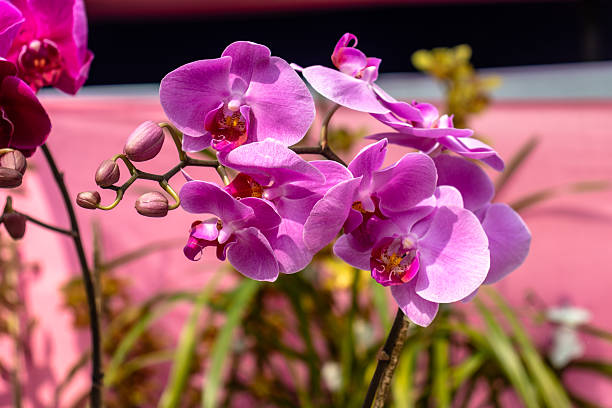 A close-up of bright purple Phalaenopsis orchids, locally nurtured in Sikkim, India. These exotic blooms, often called moth orchids, are admired for their long-lasting flowers and ornamental beauty, showcasing the rich biodiversity of the Himalayan region.