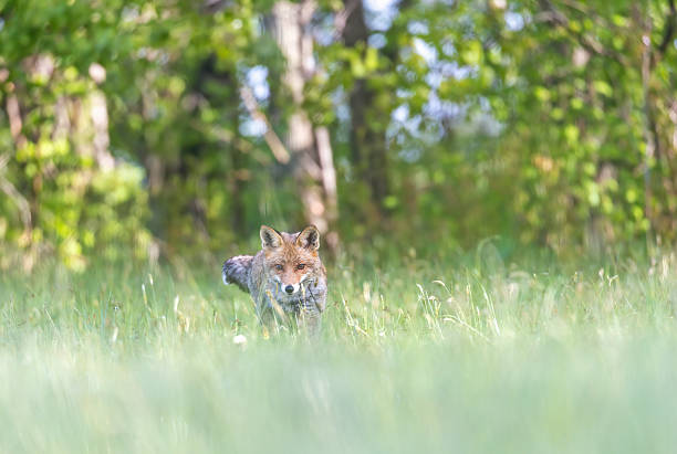 istock Front view portrait of moving  young red fox i 2237997745