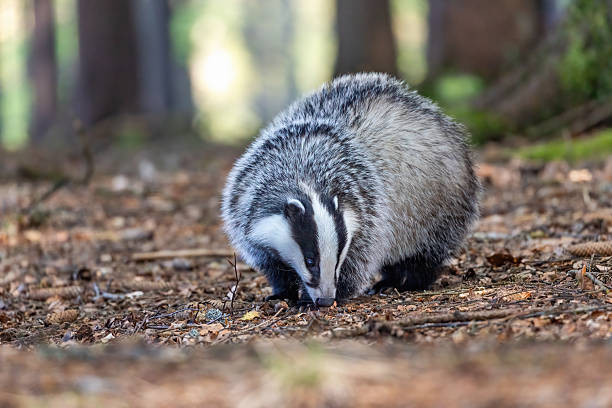 istock Front view of European badger posing in the forest. 2237997748