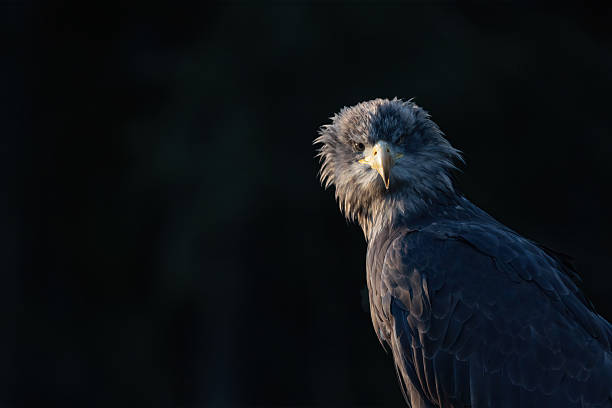 istock Front view portrait of osprey in wildlife. Dark  background. 2237997776