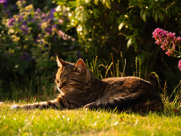 Tabby pet cat relaxing in a warm summer garden wide shot selective focus