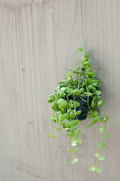 istock Clean Vertical Close-up of Trailing Succulent on a Smooth, Light Gray Wall with Copy Space 2237998576