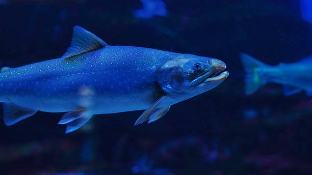 istock Arctic char swimming in dark blue water with open mouth 2237999443