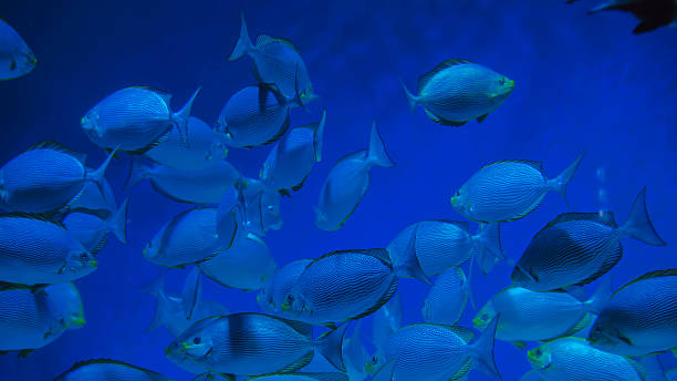istock School of fish swimming in deep blue water 2238000751