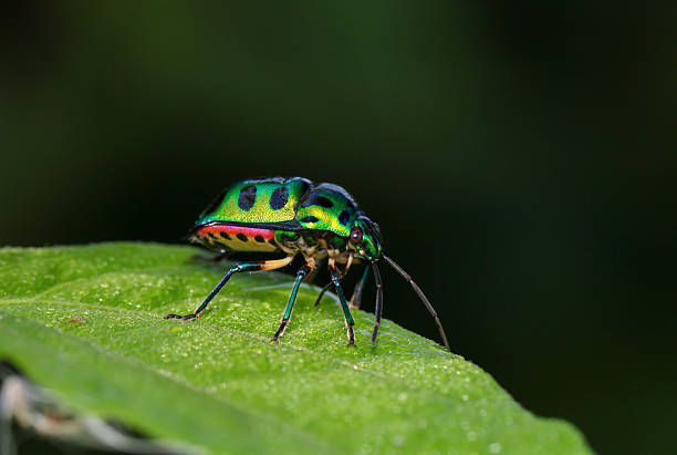 istock Macro photo of shiny metallic jewel shield bug. 2238000976
