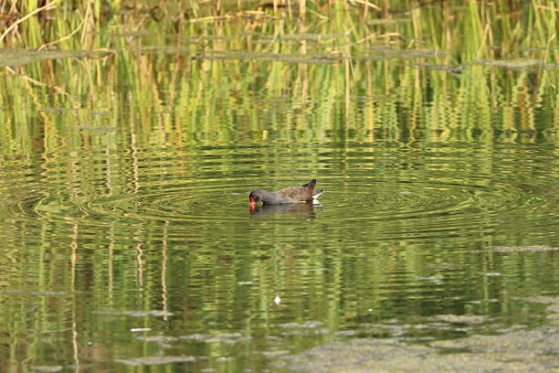 istock Moorhen on the surface of a pond 2238001243
