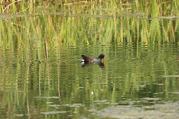 istock Moorhen on the surface of a pond 2238001246