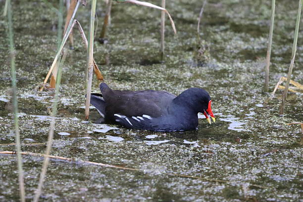 istock Moorhen on the surface of a pond 2238001299