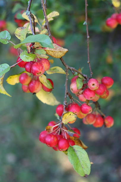 Crab apples on a tree in autumn