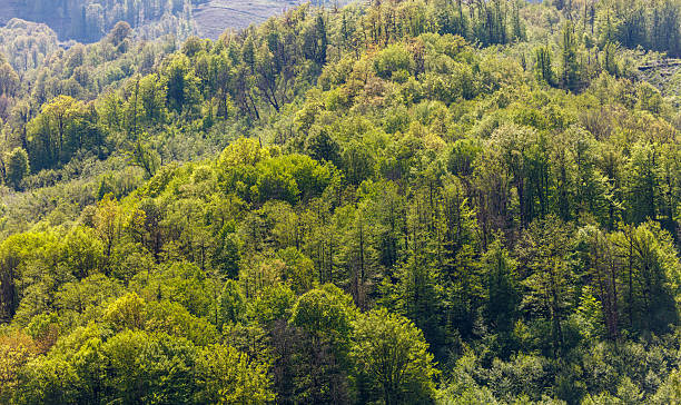 istock Forest with many trees and a hill in the background 2238003807