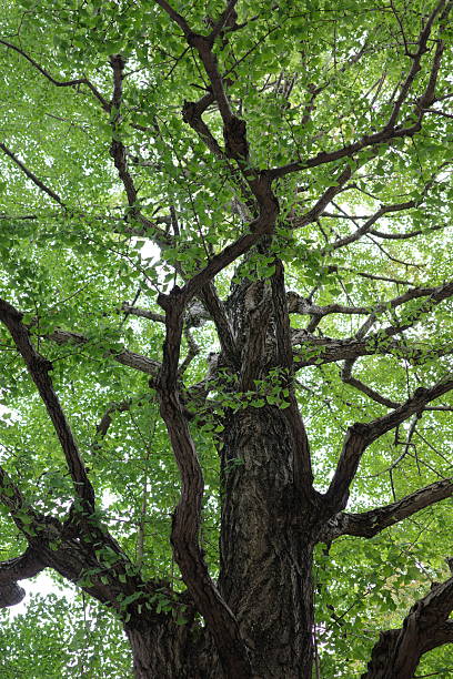 istock A ginkgo tree with wide-spreading branches covered in lush green leaves. 2238004043