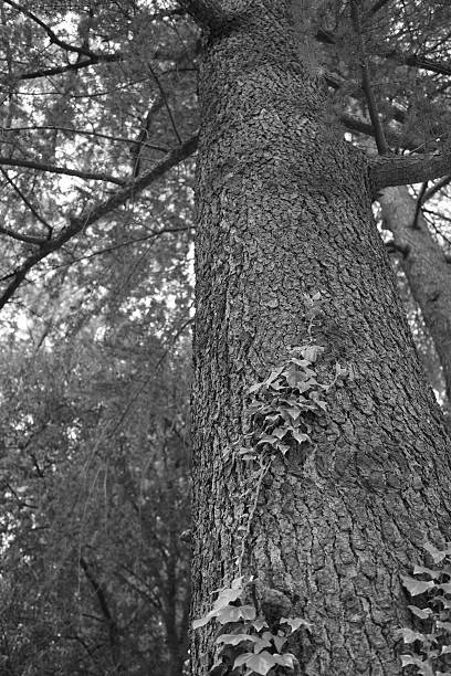 istock Ivy climbing up the trunk of a poplar tree. 2238004046