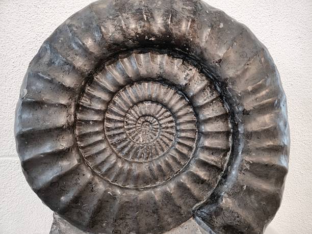 istock Large ammonite fossil 2238004920