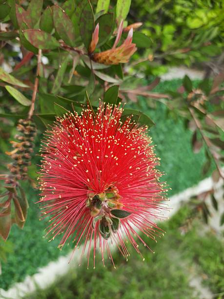 istock Beautiful Blossem Flower of Autumn 2238005126