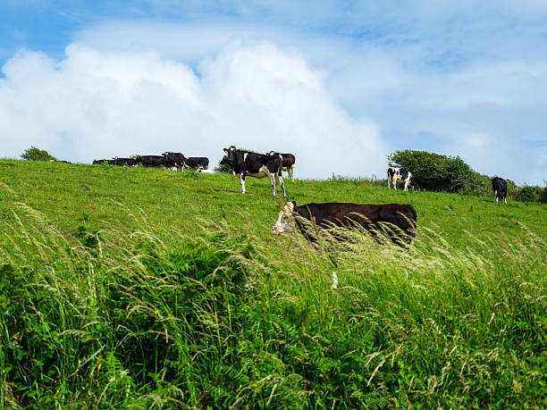 istock Green fields meet a blue sky where cows graze, creating a rural harmony. 2238005239