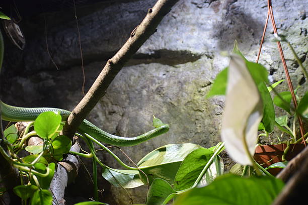 The smooth grass snake rests calmly in a terrarium. Its shiny skin and posture create a realistic and engaging image.