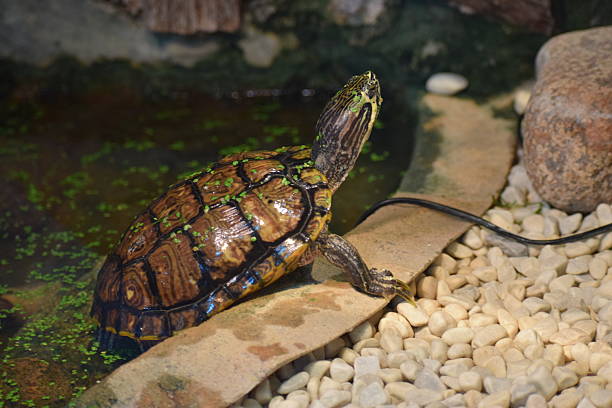 istock Leopard Tortoise Close Up Inside the Enclosure 2238006940