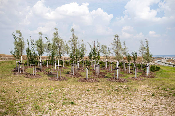 istock Young trees stand on a plot of land 2238007494