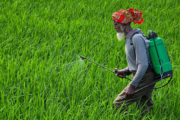 Jamalpur, Bangladesh - 28 September 2025 : Farmer spraying pesticides on agricultural farmland