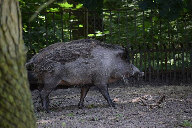 istock Wild boar in natural habitat 2238010100