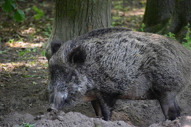 Wild boar standing among grass and bushes in the forest.