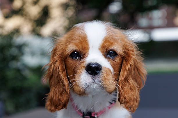 istock Cavalier King Charles Spaniel puppy 2238011957