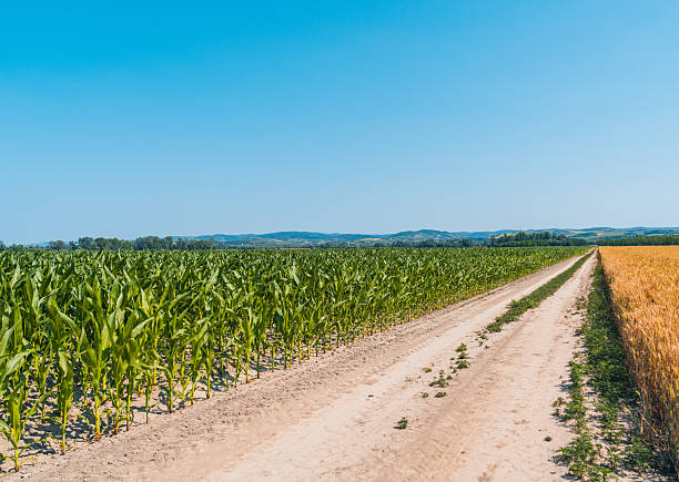 Rural dirt road between maize and cereal fields in countryside.