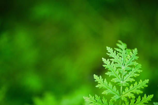 A detailed green leaf stands out against a blurred green background.