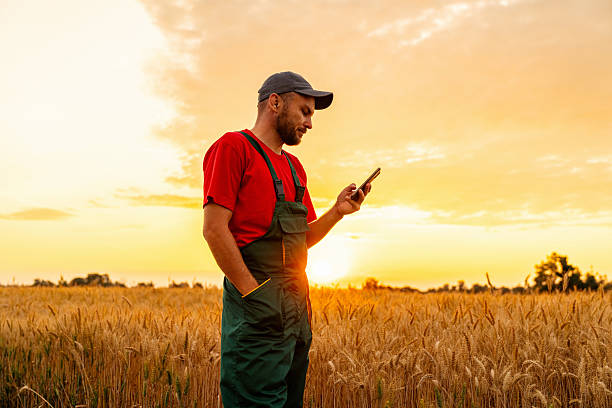 istock Agricultural worker using mobile phone in crop field during summer evening 2238012825