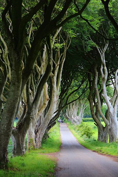 istock Dark Hedges road in Northern Ireland 2238015645