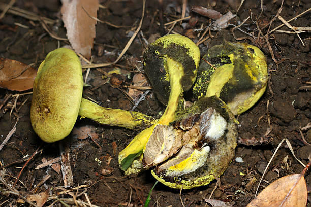 istock Yellow colored Japanese edible Kiiroiguchi (Pulveroboletus ravenelii) mushrooms (Outdoor field Fungus, Mycology closeup macro photograph) 2238017377