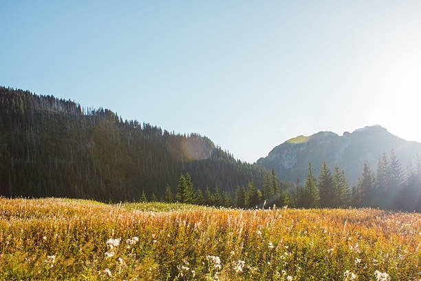 istock Mountain Meadow at Sunrise in the Tatra Mountains 2238017650