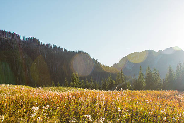 istock Mountain Meadow at Sunrise in the Tatra Mountains 2238017651