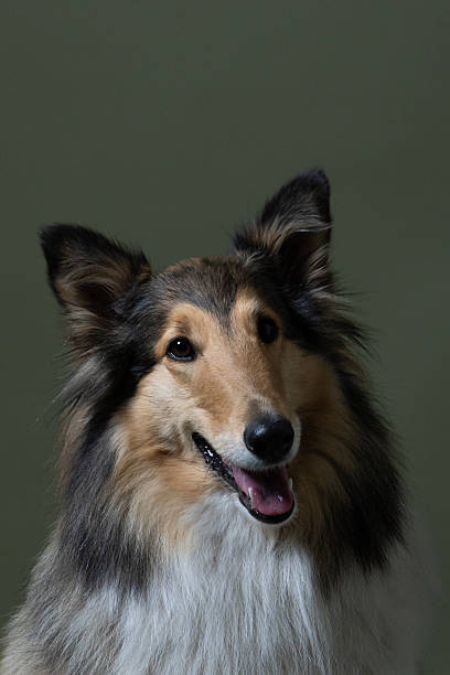istock Posing Collie, dog, beautiful face, close-up photo 2238017989