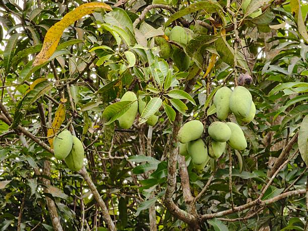 istock Unripe Mangoes Hanging from Tree Branch 2238019433