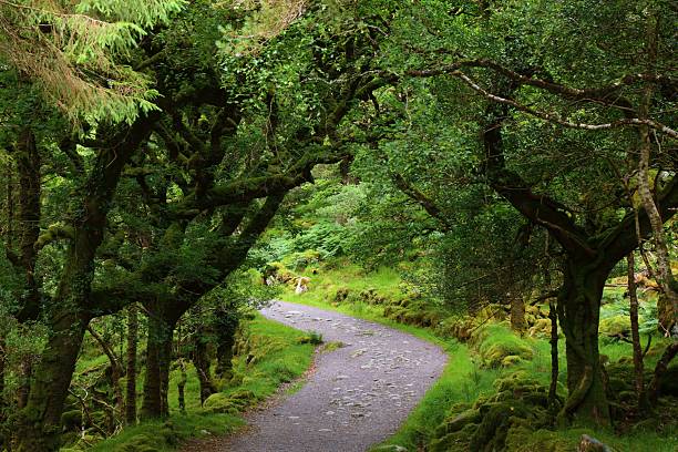 Torc Mountain trail forest. Summer nature in Killarney National Park in County Kerry in Ireland.